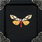 Real Butterfly Taxidermy Framed Insect Specimen Spooky Gothic Decor Oddities Box