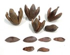 Dried Mahogany Tree Seed Pod Pieces Fruit Fall Botanical Natural Floral Craft