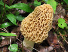 Morel Mushroom Grow Kit For Garden Makes 5 Gal Slurry Free Shipping