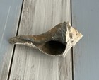 Beautiful Almost Full Shelk Sea Shell From The North Carolina Coast