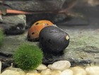 Live Nerite Snails Six Pack Freshwater Aquarium Cleaners Fish Tank