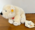 Nwt   Box Steiff Arco The Little Polar Bear Brass Button Ear  062797