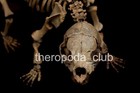 Rare Juvenile Cave Bear Skeleton     Ursus Spelaeus  Ice Age Fossil From Siberia 