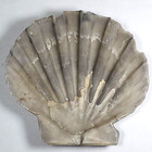Stunning Scallop Fossil   Chesapecten Jeffersonius   Pliocene   4 0 X 4 25 