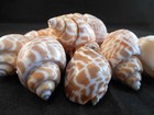 12 Small Babylonia Spirata Shells 1-2  Beach Crafts Coastal Decor Vase Filling
