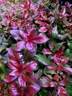 Ludwigia Dark Red  ludwigia Sp     Buy3get1free   Live Aquatic Plants