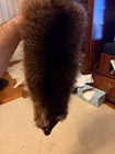 Finn Raccon Pelt  Prime Winter Fur  Approximately 36 Inches From Tip To Tail 