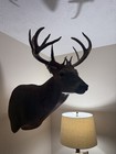 Whitetail Deer Mount 168    Giant Non Typical Read Description 