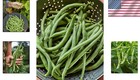 Blue Lake 274 Heirloom Bush Bean Seeds - 8 Oz Non-gmo For Home Gardens