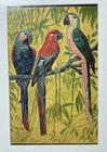 Trio Of Parrots Vtg Antique Original Watercolor Painting Art Signed   Dated 1931