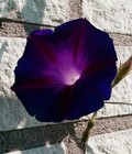 50  Dark Red Morning Glory Seeds Climbing Vine Flowers Red  Purple