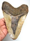 Megalodon Shark Tooth - Real Fossil - 5 77  - Xxl Shark Teeth - No Restorations