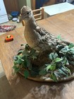 Taxidermy Pheasant