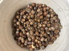 3 Pounds Of Northern Maine Raw Red Oak Acorns For Treats  Deer  Squirrels  Bird