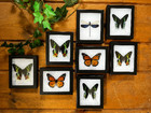 Framed Butterflies Spread Specimens In Riker Mount Frames