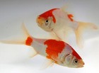 Sarasa Comet Goldfish For Sale     Buy Live Sarasa Comets Online  toledo Goldfish