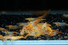 5 Orange Rili Live Aquarium Shrimp Neocaridina By Soshrimp
