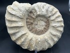 Mortoniceras  drakeoceras  Maximum  Huge 11    Cretaceous Texas Fossil Ammonite 