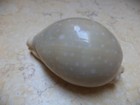 Cypraea Camelopardalis Red Sea Shell Cypraeida  Lyncina Glossy F    76mm