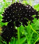 Double Purple Scabiosa Seeds - 100 Pcs Perennial Pincushion Flower Seeds