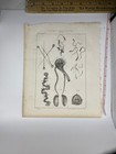 1850 Male Reproductive System Oddity Print Litho Organs Sperm Anatomy