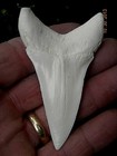 Almost A Record  White Mako Replica Tooth Museum Quality 3 3 8th  Very Rare Size