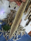 Rattlesnake Skin Prairie Rattle Snake Hide Soft Tanned Wrap Pen Blanks 36 In L2