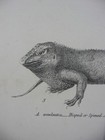 Rare Antique Original Vtg Lizard Various Reptiles Reptilia Engraving Art Print