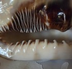 King Helmet Conch Sea Shell Zig Zag Stripe Coastal Decor Cassis Tuberosa 5 5x6