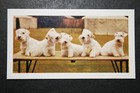 Sealyham Terrier  Vintage  Photo Card  Hf15ms