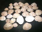 Beautiful Natural Calico Clam Sea Shells  1  - 2 1 4 