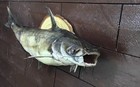 Channel Catfish Real Skin Wall Mount Taxidermy 18  Inches  