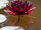 Nymphaea Slocum  almost Black  Water Lily - Winter-hardy Sprouted Tuber Rhizome
