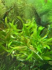 Hygrophila Live Aquarium Plant