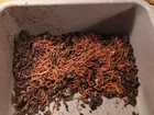Red Wigglers Worm Blend