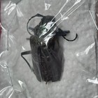 Prioninae Pyrodes Nitidus With Rare Red purple Coloring     brazil 36-37mm A2