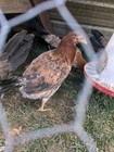 7  Lacy Roundhead Game  Fowl Hatching Eggs  Proven In All Categories Of Show 