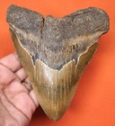 Megalodon Shark Tooth - Real Fossil Shark Teeth - 5 20    - No Restorations