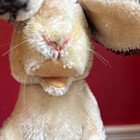 Steiff Manni Hare  Rabbit  3020 30  No Id  Loved But Nice Vintage  Golden Mohair