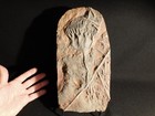 Big  430 Million Year Old  Aaa Crinoid Fossil   Sea Lily Fossil Morocco 1741gr