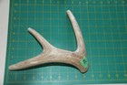Large Branched Deer Antler Dog Chew  65   Bone Chews Deer Elk Treats Deer 1102