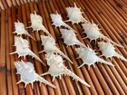 Beautiful Seashells For Crafting And Decor  Murex Ternispina  12 Shells