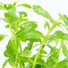 Buy2get1free Bacopa Monnieri Bundle Live Aquarium Plant Freshwater For Fish Tank