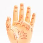 Human Hand Acupoint Massage Model Traditional Chinese Medicine Teaching