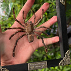 Real Framed Spider Taxidermy Bug Insect Art Wall Hanging Gothic Decor