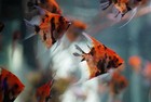 Live Fish - Angelfish- Red Devil - Group 4   Juvenile  Limited