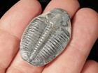 500 Million Year Old  Elrathia Trilobite Fossil From Cambrian Utah 2 26