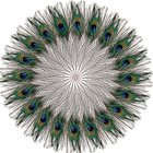 10-100pcs Natural Peacock Tail Feathers For Bouquet Diy Home Stylish Decoration