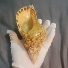 Triton Conch Seashell Spiral Shell Natural 8 Inch Specimen Glazed To Preserve