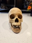 Antique Medical Anatomy Child Skull Science Anatomical Disease